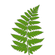 Niguro logo